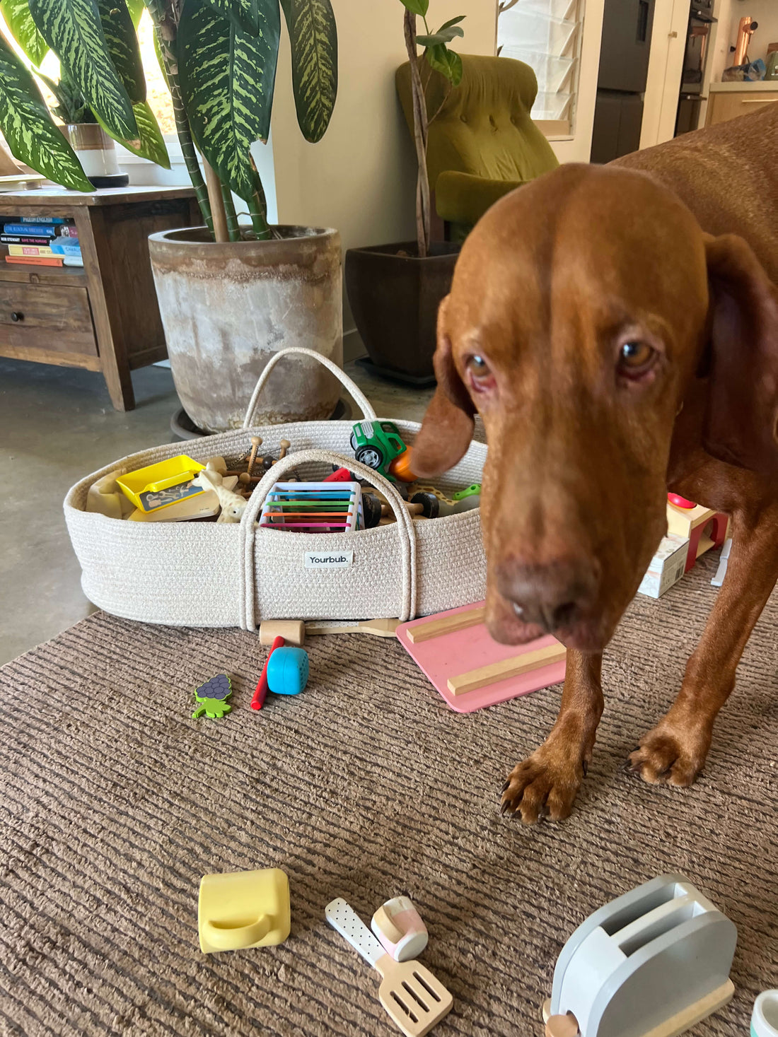 Outsmarting the Dog and Reclaiming the Living Room